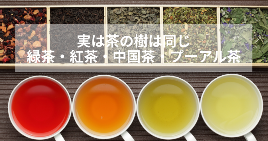 緑茶・紅茶・茶の樹は一緒。中国茶・プーアル茶の違い